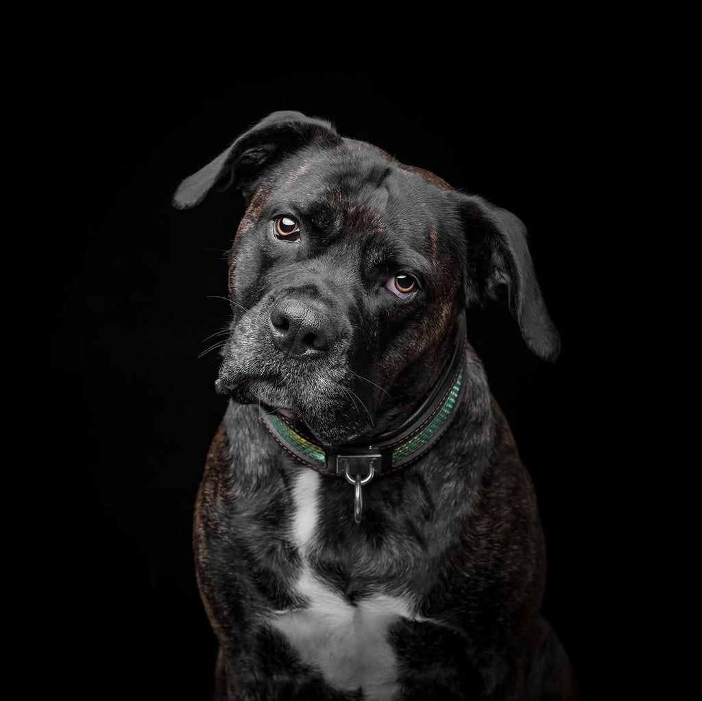The ''D`Albertis'' collar