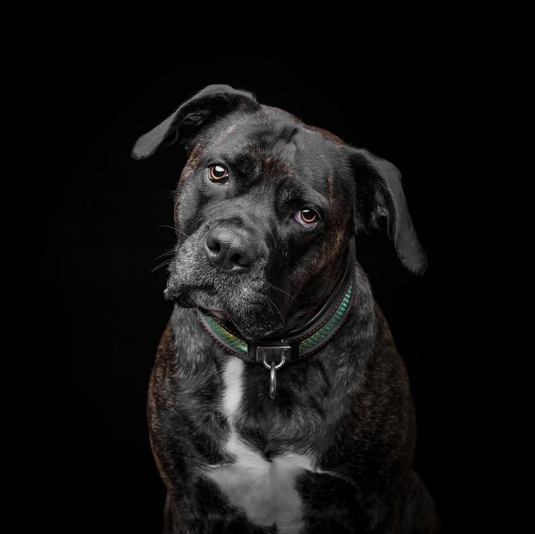 The ''D`Albertis'' collar